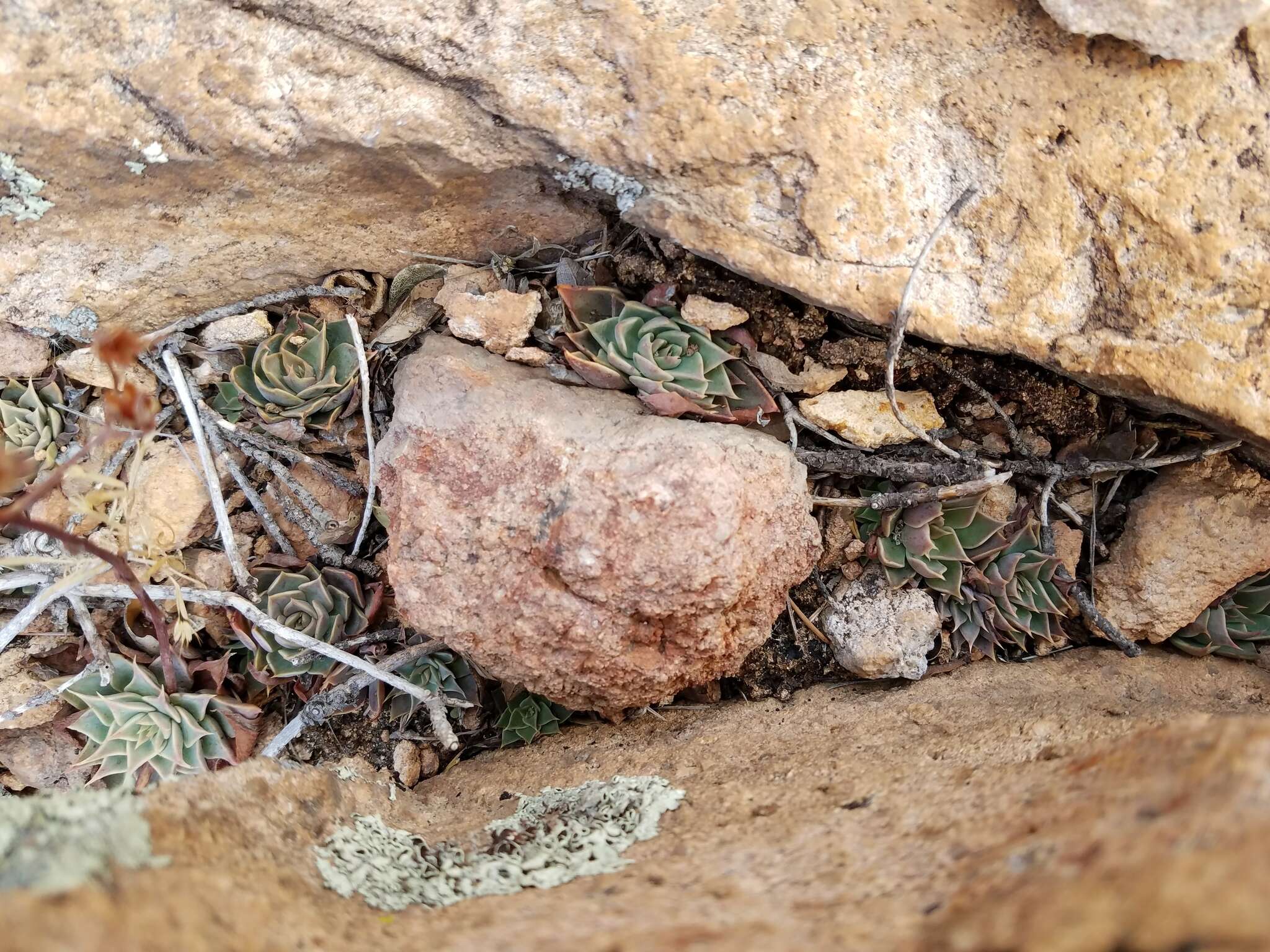 Image of Patagonia Mountain leatherpetal