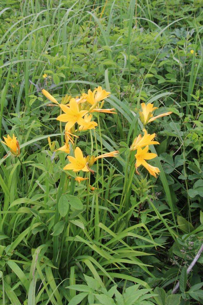 Image of Hemerocallis middendorffii var. esculenta (Koidz.) Ohwi