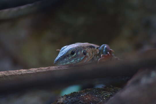 صورة Aspidoscelis guttatus (Wiegmann 1834)