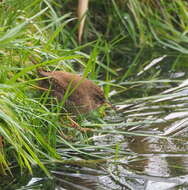 Sivun Troglodytes troglodytes troglodytes (Linnaeus 1758) kuva