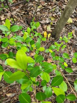 Imagem de Erythroxylum brevipes DC.