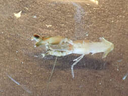 Image of Mediterranean snapping prawn