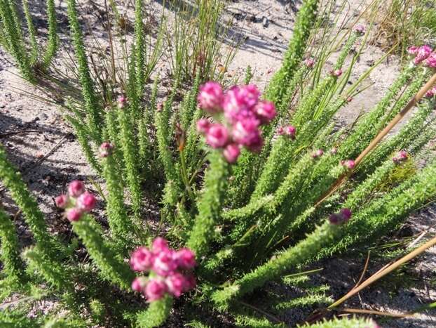 Imagem de Lachnospermum umbellatum (L. fil.) Pillans