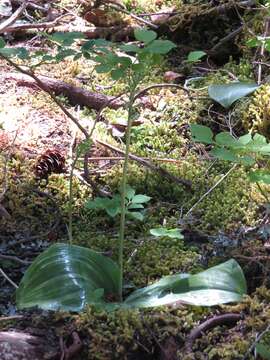 Platanthera orbiculata (Pursh) Lindl. resmi