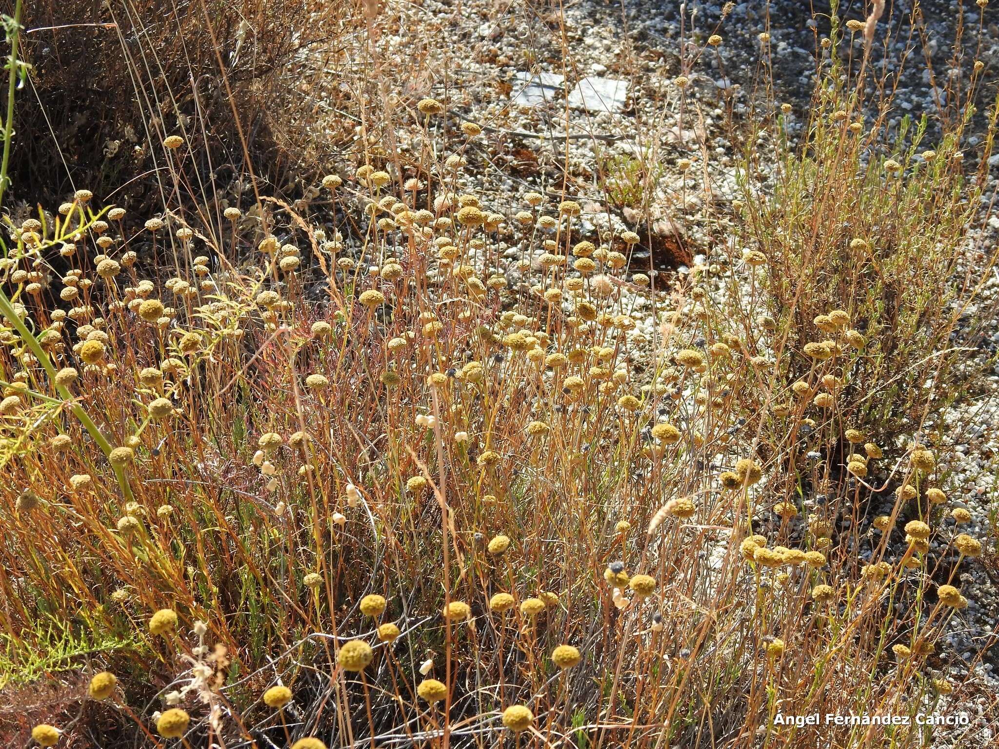 صورة Santolina rosmarinifolia L.