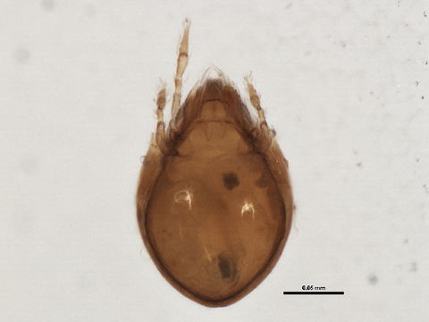 Image of Dendroeremaeidae