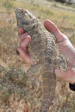 Image of Central bearded dragon