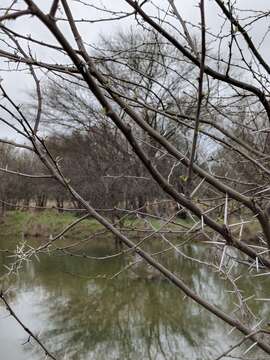 Image of blackbrush acacia