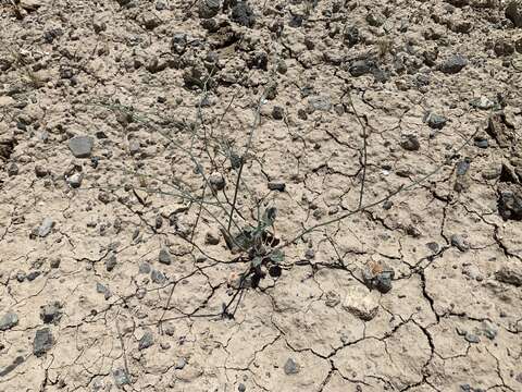 Image of Pahrump Valley buckwheat