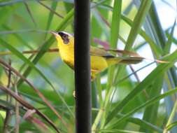 Geothlypis aequinoctialis (Gmelin & JF 1789) resmi