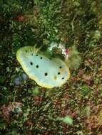 Image de Chromodoris orientalis Rudman 1983