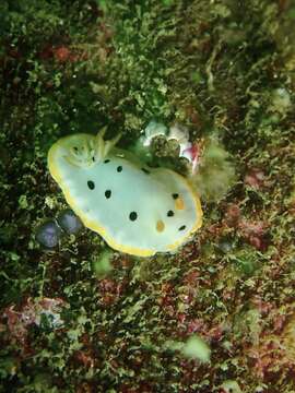 Image of Chromodoris orientalis Rudman 1983