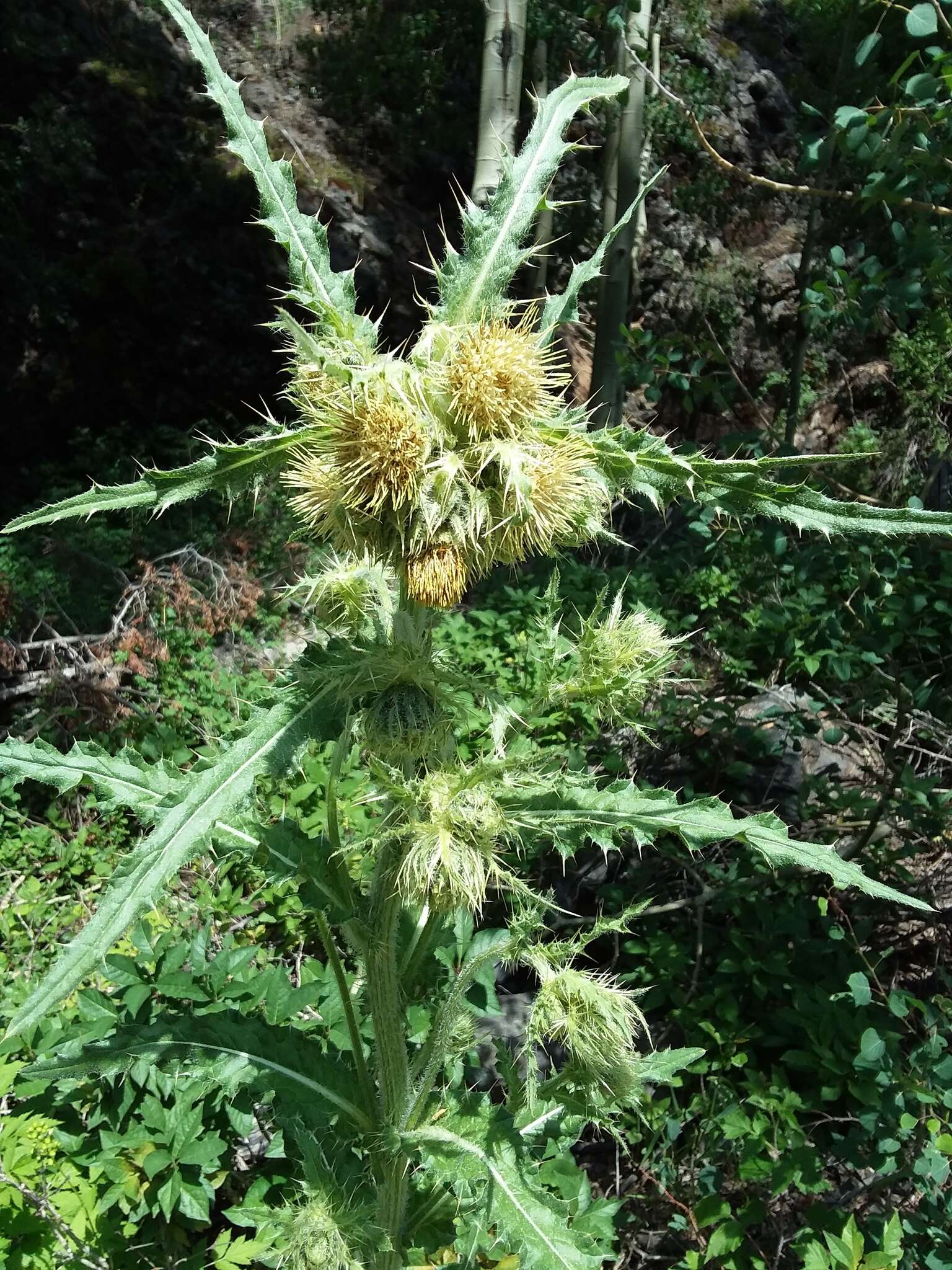 Image of Parry's thistle