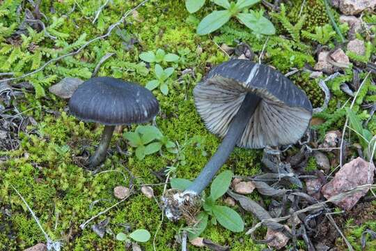 Image of Entoloma serrulatum (Fr.) Hesler 1967