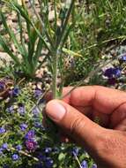 Image of Cynoglossum cristatum subsp. cristatum