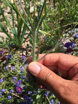 Plancia ëd Cynoglossum cristatum Schreb.