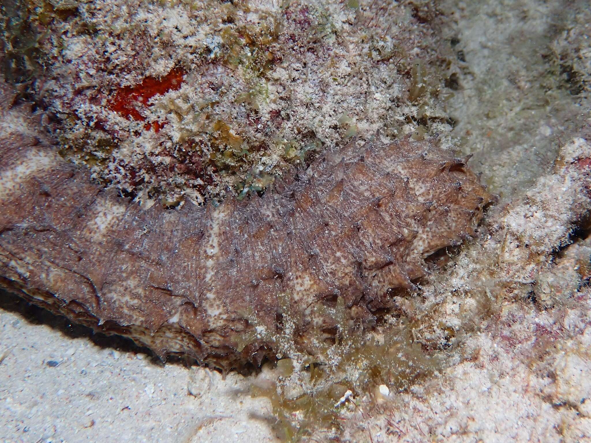 Image of tiger tail sea cocumber