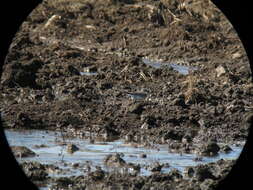 Image of Indian Pied Wagtail