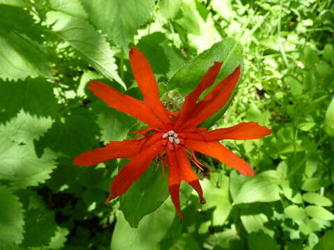 Image de Silene fulgens (Spreng.) E. H. L. Krause