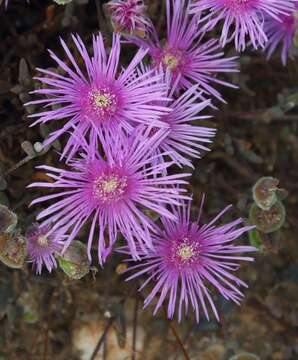 Image of Drosanthemum giffenii (L. Bol.) Schwant. apud Jacobsen