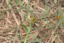 Image of Dromogomphus spoliatus (Hagen ex Selys 1858)