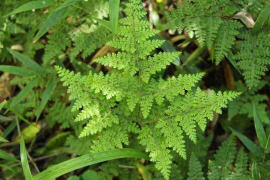 Image of Cheilanthes bergiana Schltdl.