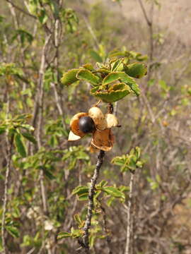 Image of Llagunoa glandulosa (Hook. & Arn.) G. Don