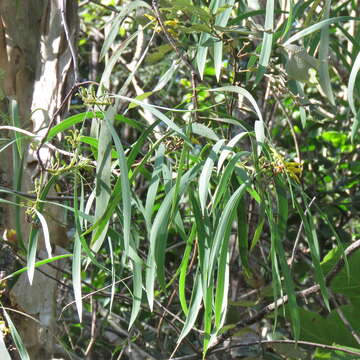 Imagem de Persoonia falcata R. Br.