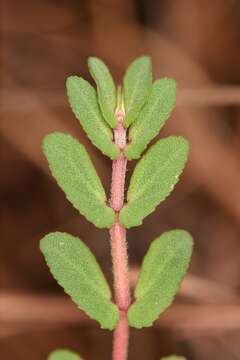 Слика од Euphorbia pergamena Small