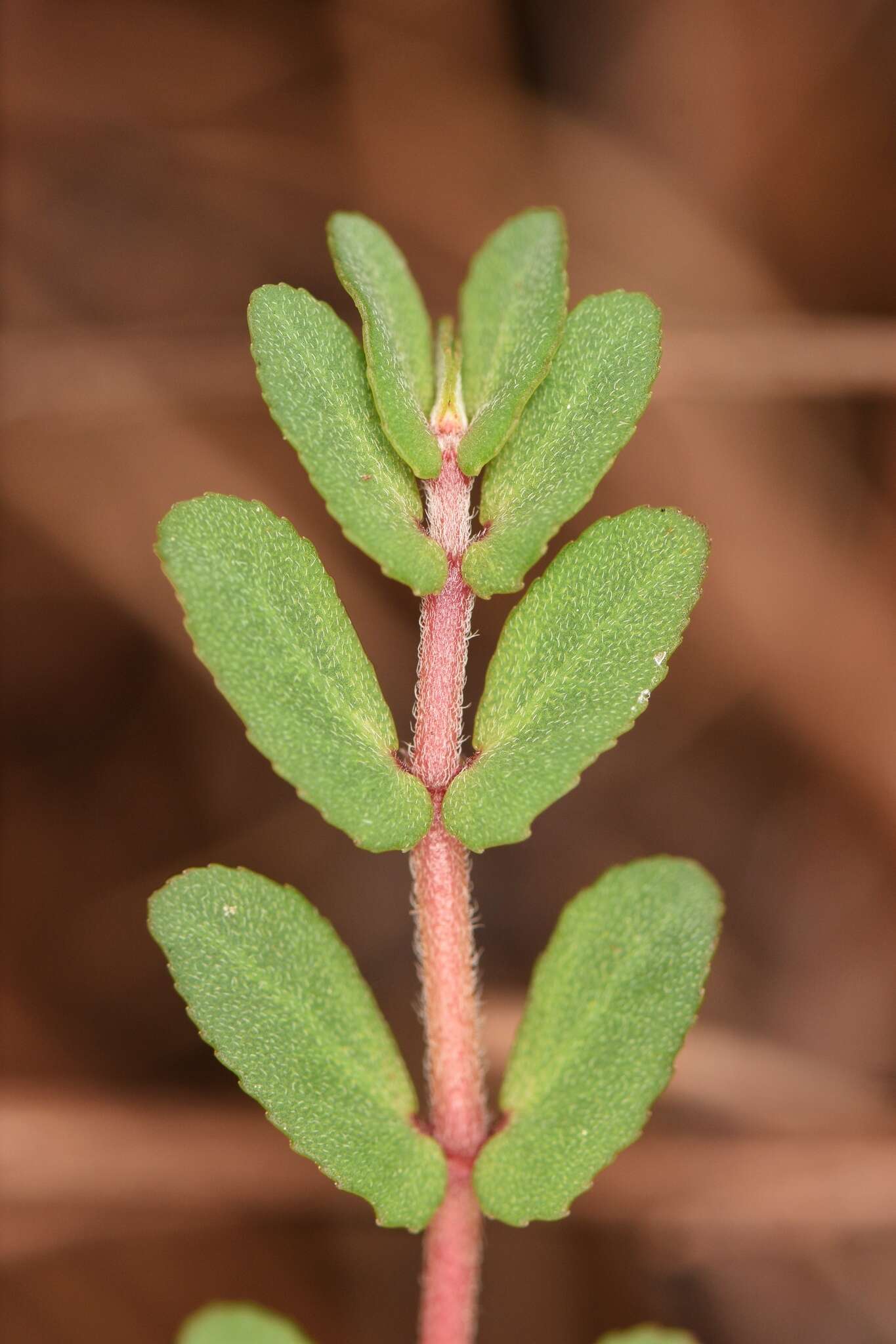 Euphorbia pergamena Small resmi