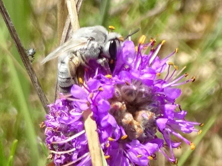 Image of Colletes susannae Swenk 1925