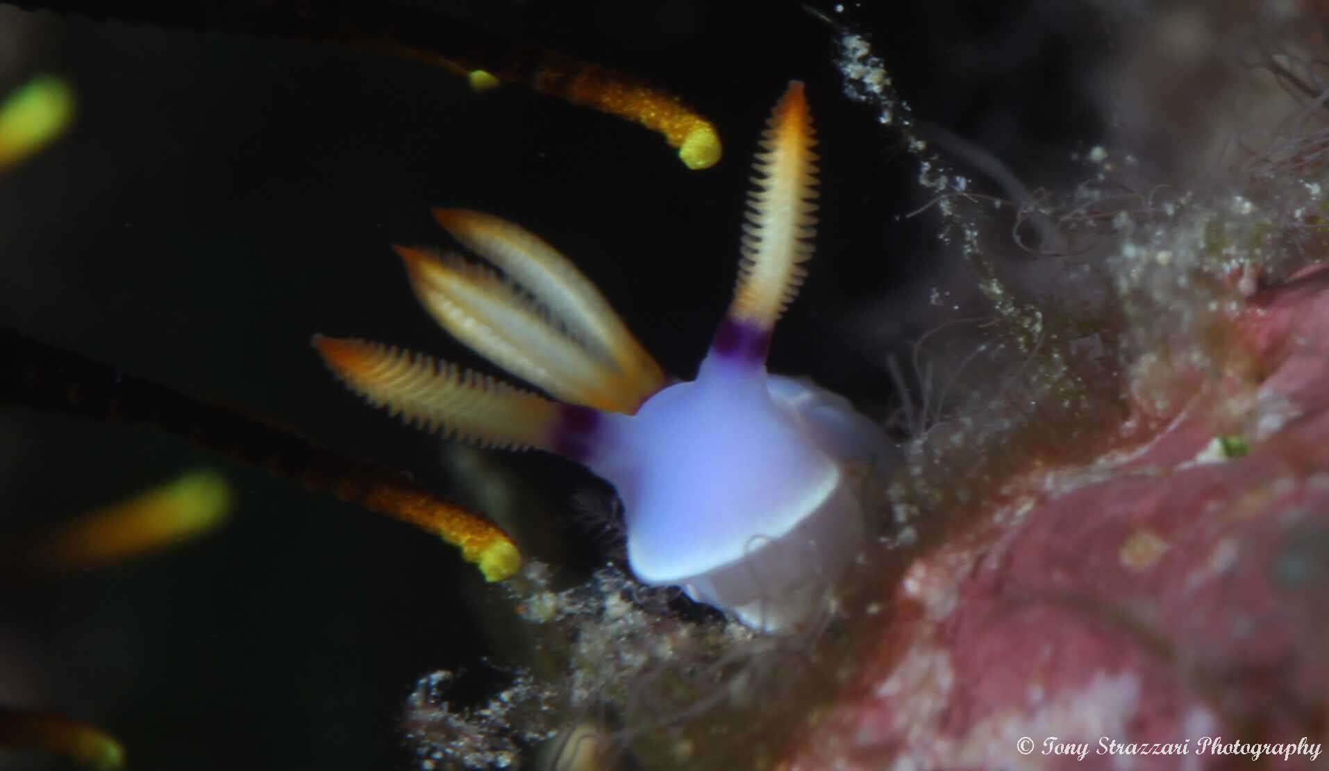 Image of Hypselodoris melanesica Gosliner & R. F. Johnson 2018