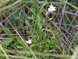 Image of Brachyscome graminea (Labill.) F. Müll.