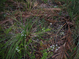 Sivun Olearia paucidentata (Steetz) F. Müll. ex Benth. kuva