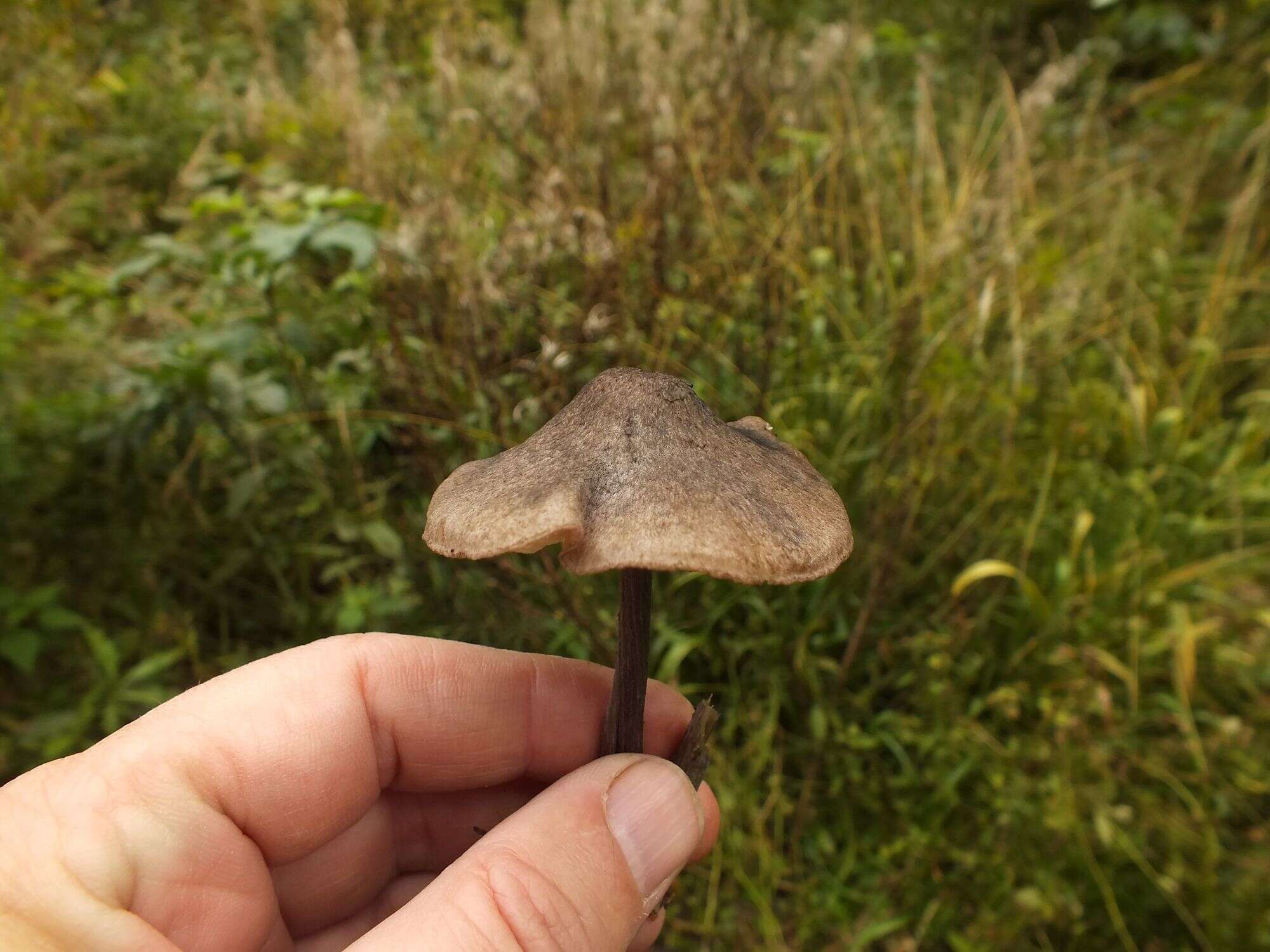 Слика од Entoloma lampropus (Fr.) Hesler 1967