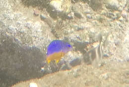 Image of Bumphead damselfish