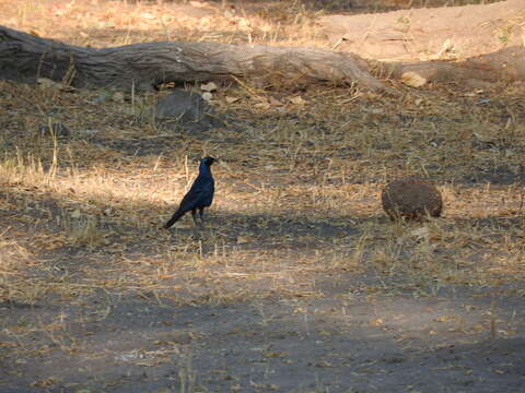 Image of Burchell's Glossy-Starling