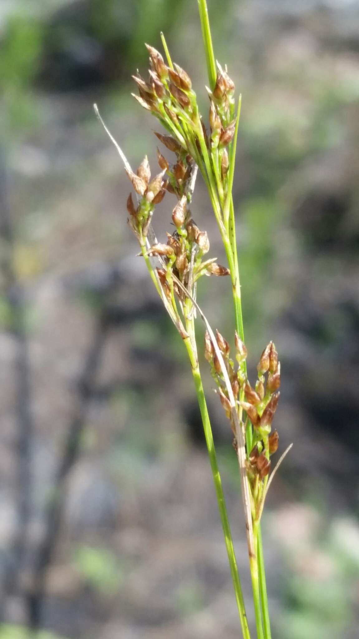 Image of Spreading Beak Sedge