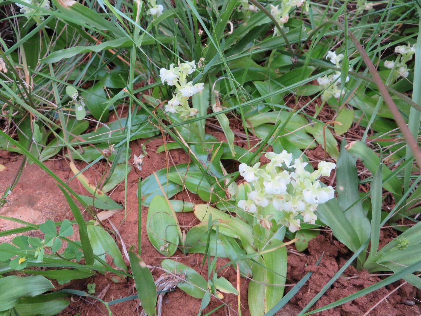 Image of Pterygodium schelpei H. P. Linder