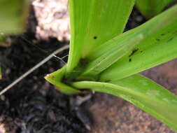 Image of Kniphofia rigidifolia E. A. Bruce