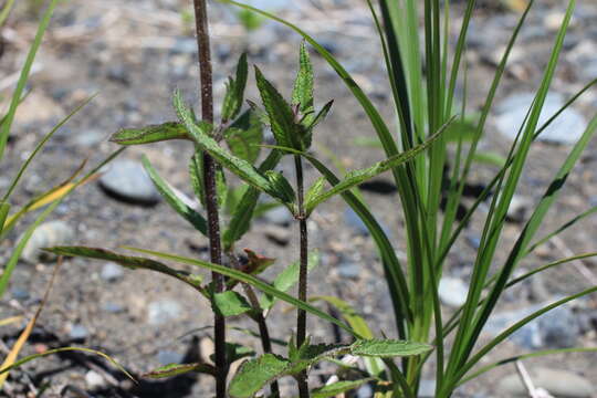 Imagem de Stachys aspera Michx.