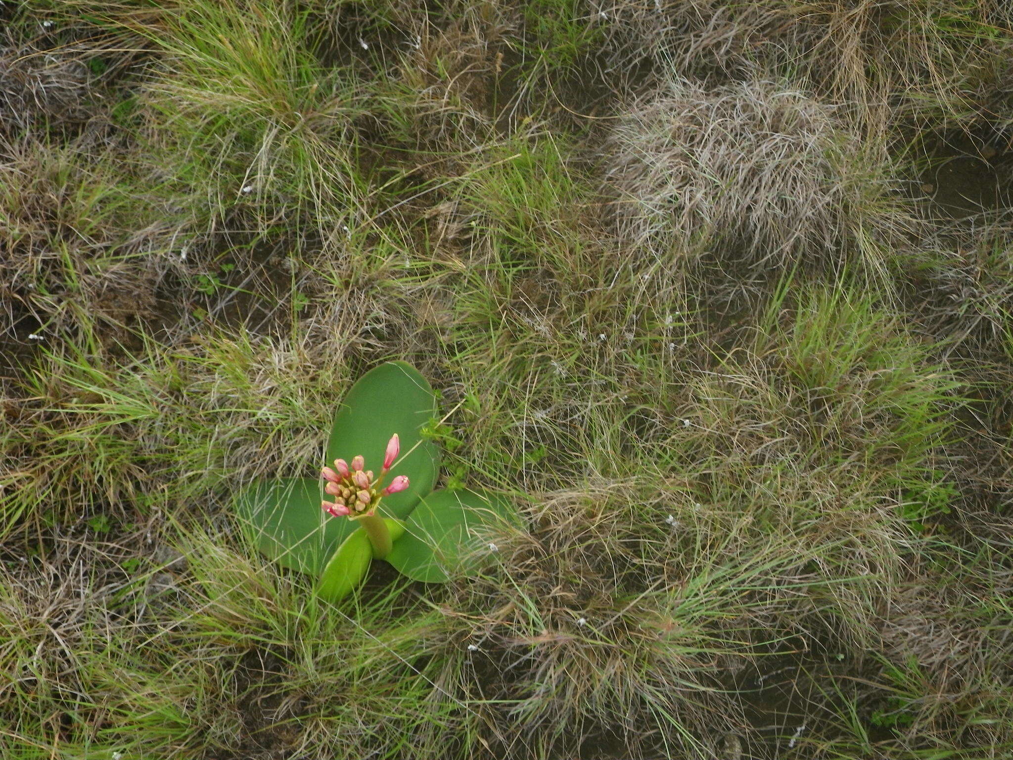 Image of Brunsvigia radulosa Herb.