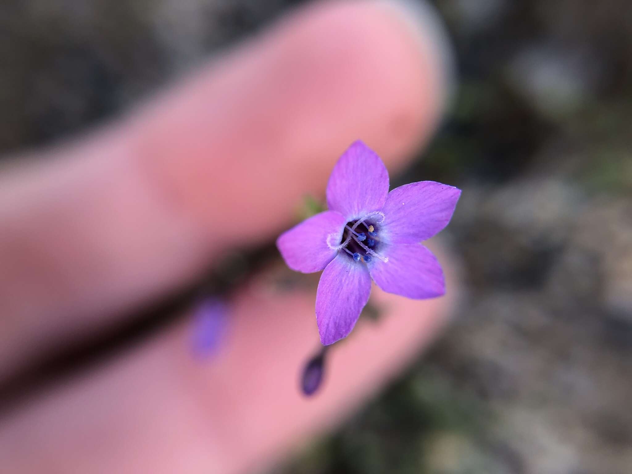 Image of Monterey gilia