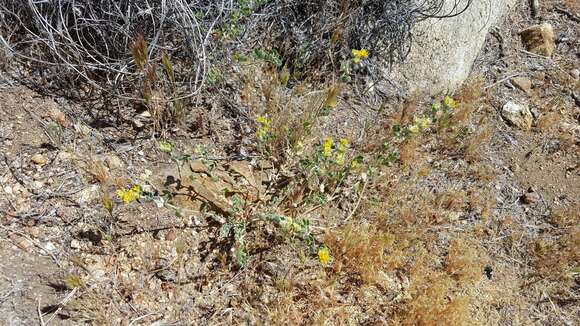 Слика од <i>Acmispon argophyllus</i>