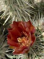 Image of Cylindropuntia sanfelipensis (Rebman) Rebman