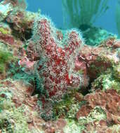 Imagem de Alcyonium acaule Marion 1878