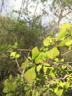 Image of fleshy hawthorn