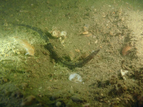 Image of Belly Pipefish