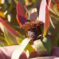 Image de Leucadendron sessile R. Br.