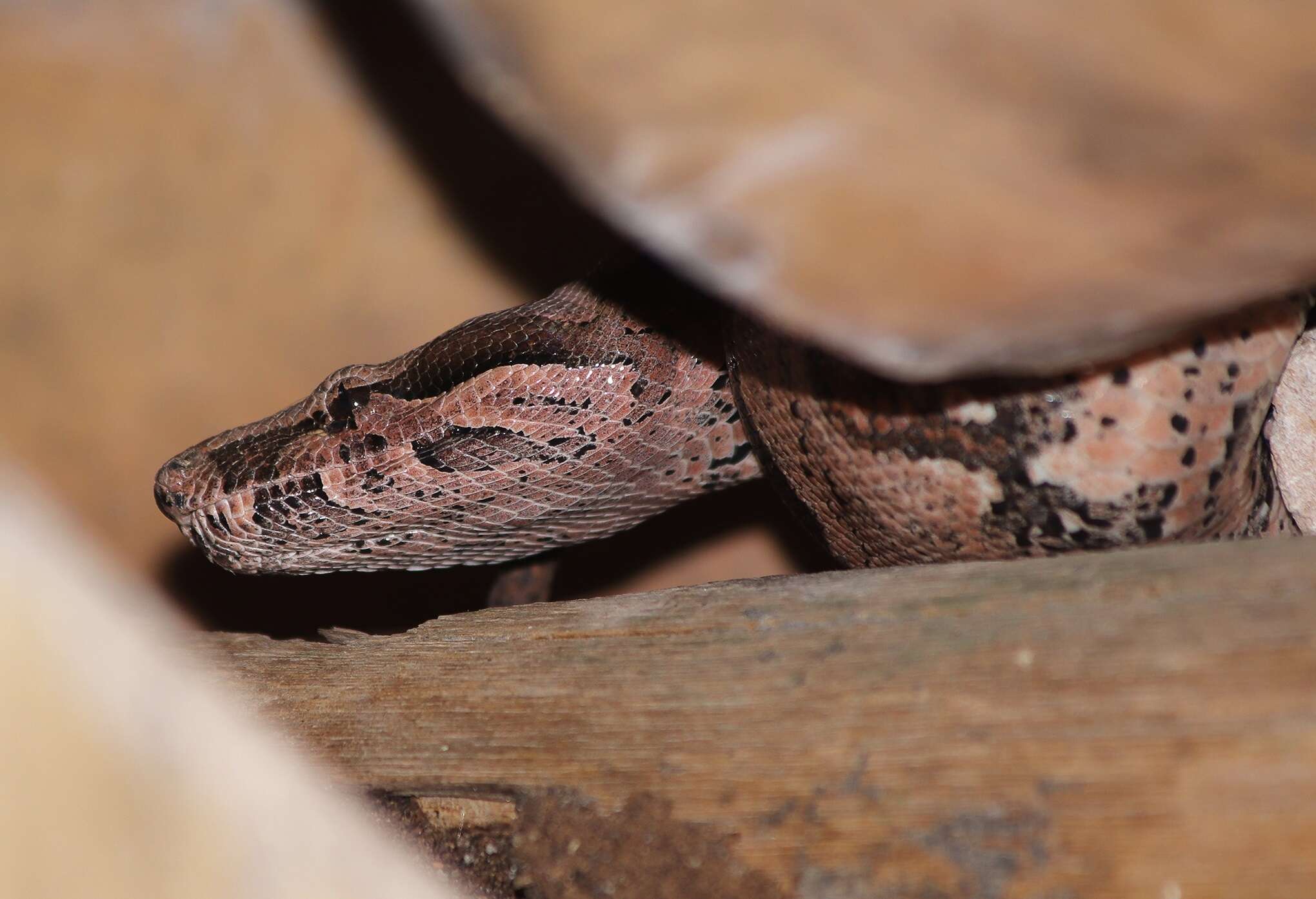 Image of Columbian Red Tail Boa